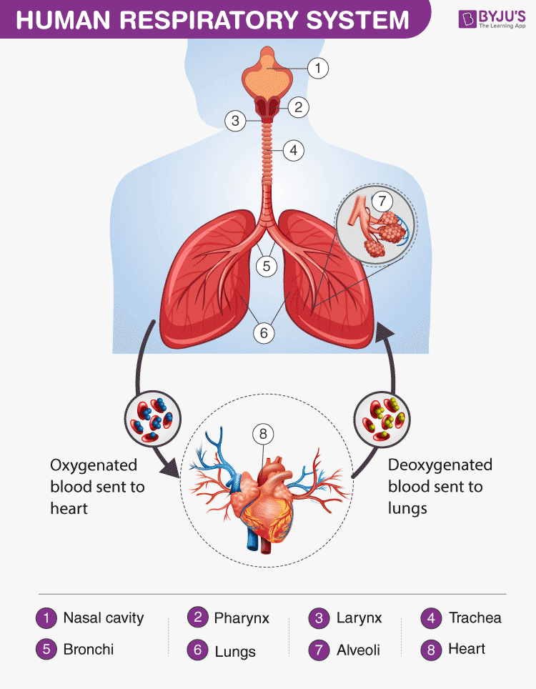 Respiratory System - Important Diagrams for Class 7