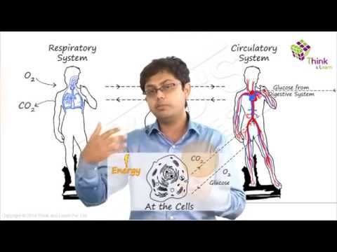 human respiratory system assignment