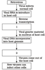 replication of the retrovirus