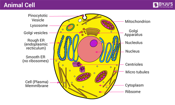 labeled plant cell diagram for kids