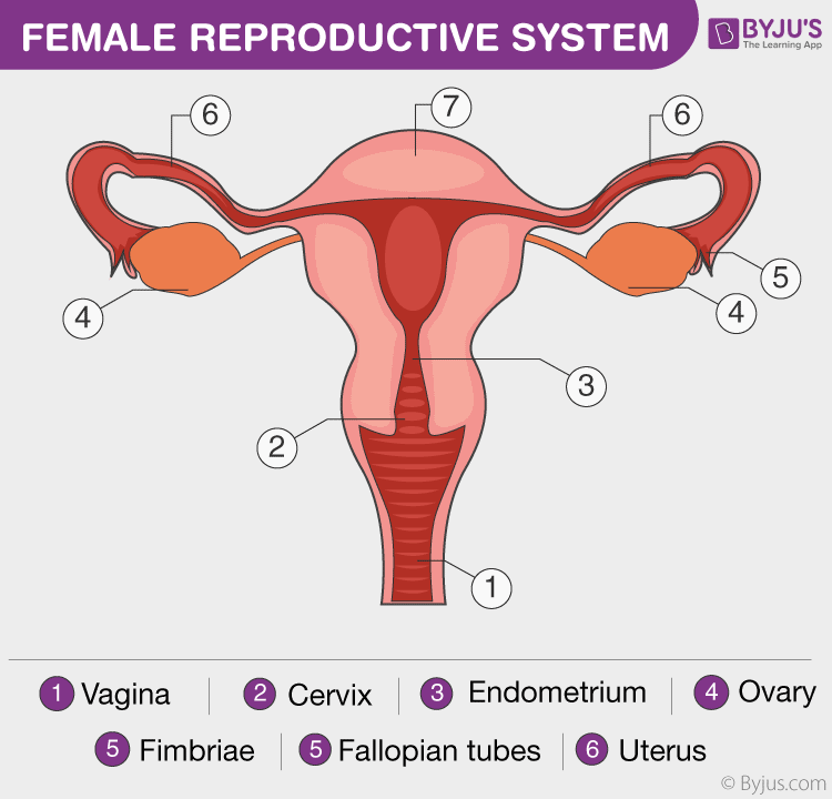 Female Reproductive Anatomy Chart