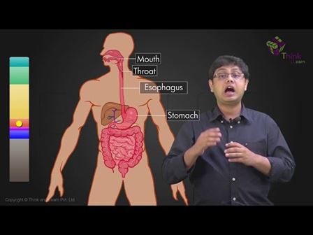 circulatory system introduction essay