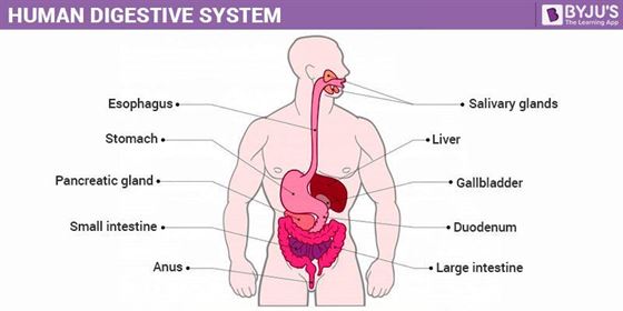 human digestive system diagram without labels