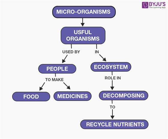 harmful microorganisms with names