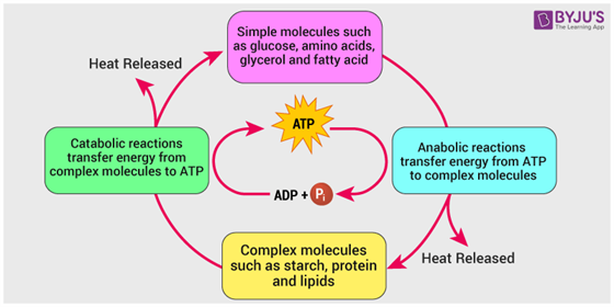 what-is-metabolism-definition-types-process