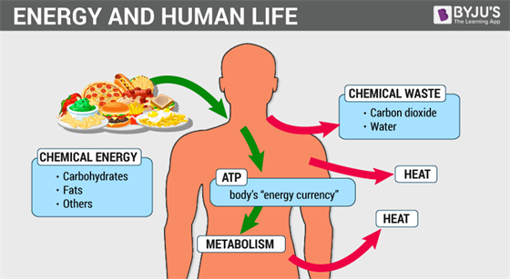 Metabolism 