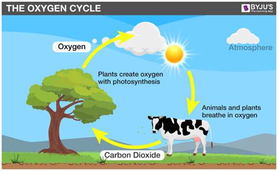 What does the diagram of the co2 o2 cycle illustrate