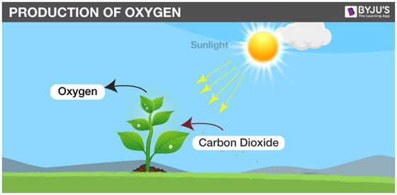 simple diagram of the oxygen cycle