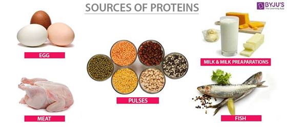 NGUỒN CỦA PROTEIN