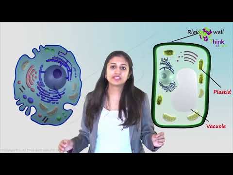 Differences Between Plant And Animal Cells Chart