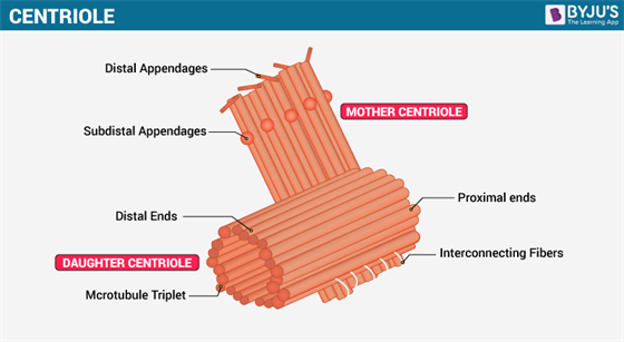 Centriole - Structure And Function of Centrioles