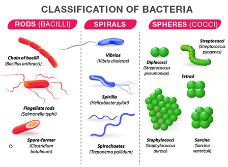 3 bacteria shapes