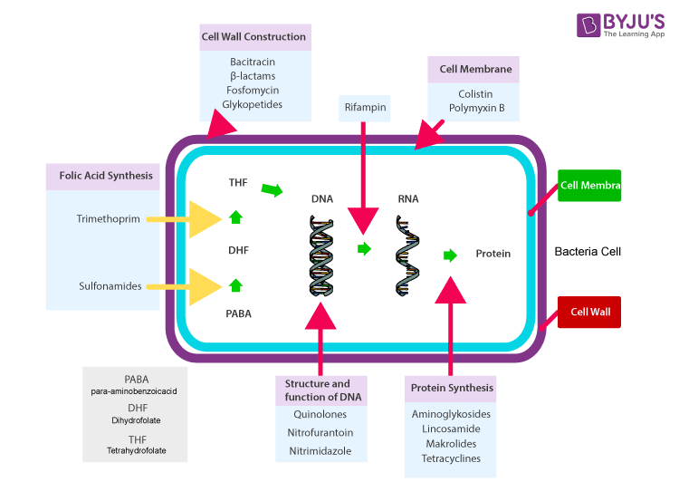 How do Antibiotics Help Humans Fight With Their Diseases