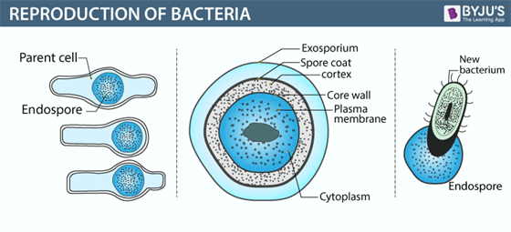 Reproduction of Bacteria