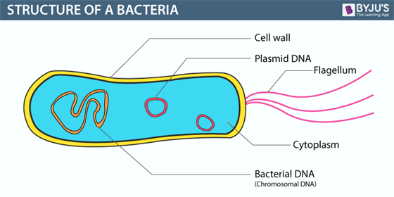 Bacteria Definition Structure Diagram Classification   STRUCTURE OF A BACTERIA 