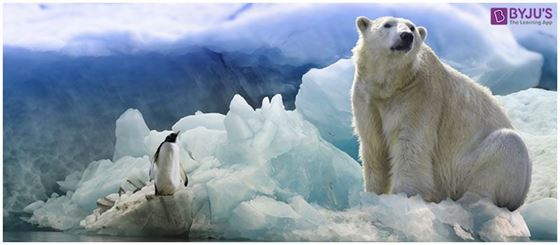 Adaptations of Animals To Climate Change