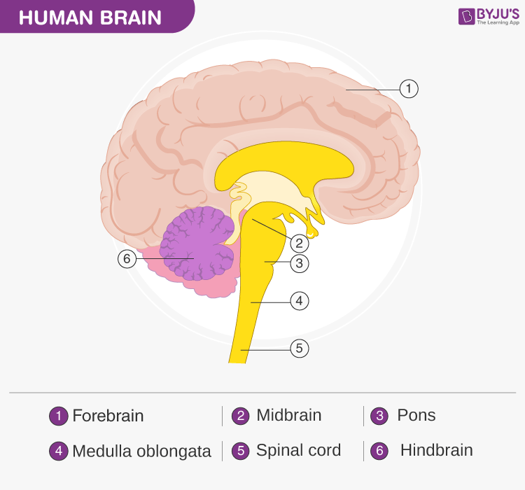 Parts of a Brain - Class 11 Biology Important Diagrams