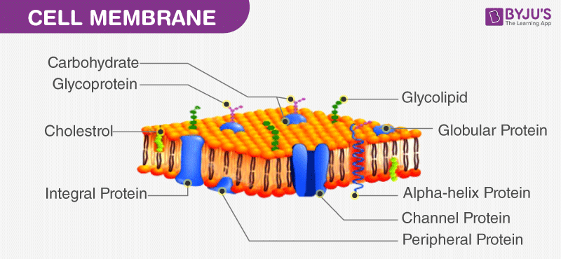 plasma membrane labeled