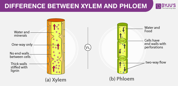 xylem tissue and phloem tissue