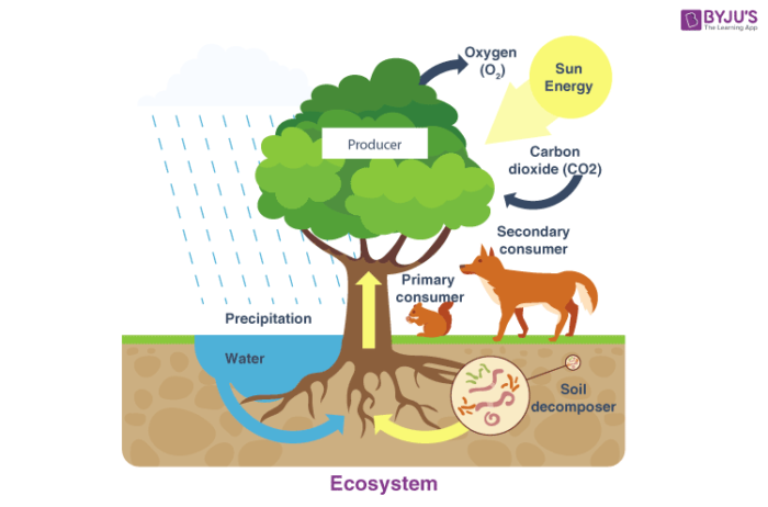 Role of Temperature in Ecosystems