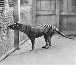 A Tasmanian Tiger A Tasmanian Tiger