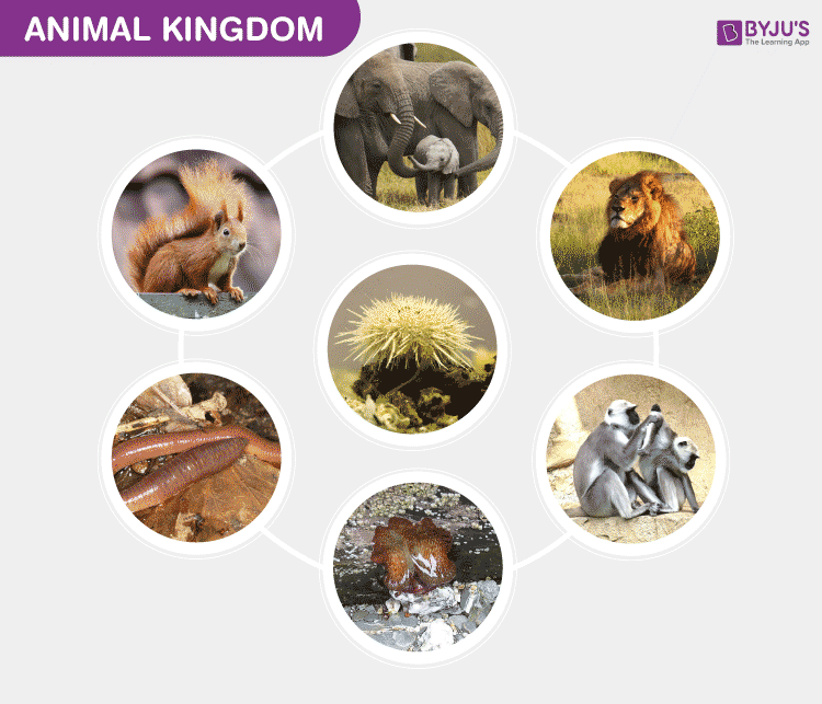 What Are The Examples Of Kingdom Animalia