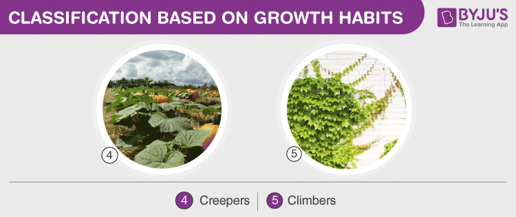 Classification Based On Growth Habit