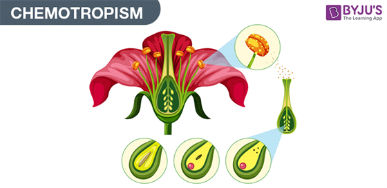 chemotropism in plants