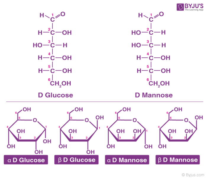 carbohydrates function