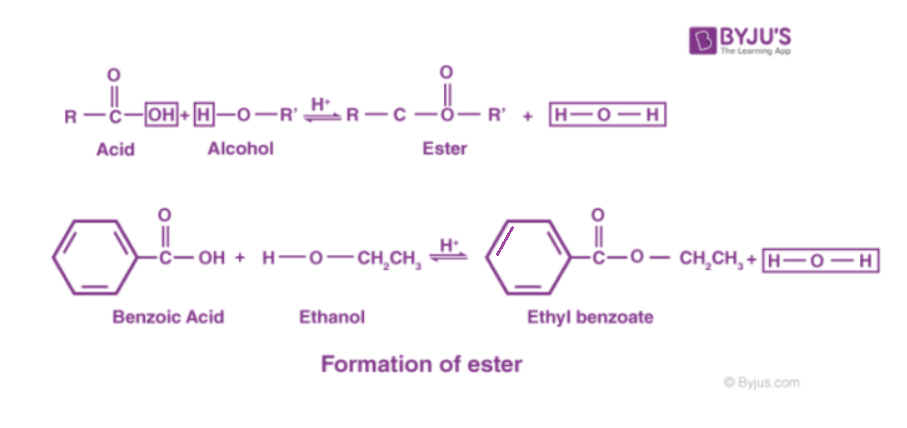 Formation of Ester 