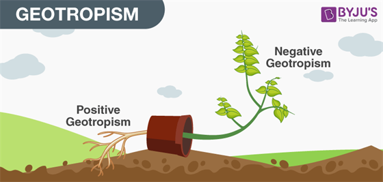 geotropism in plants