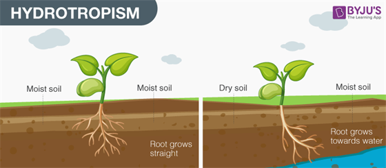 Hydrotropism