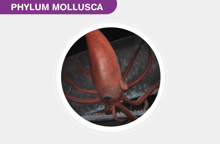 Phylum Mollusca