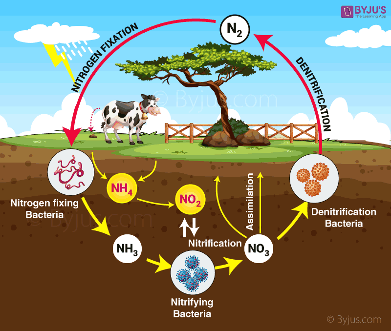 Nitrogen Cycle Explained Definition Stages And Importance 4101