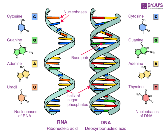 Top 8 write two examples of nucleic acids 2022