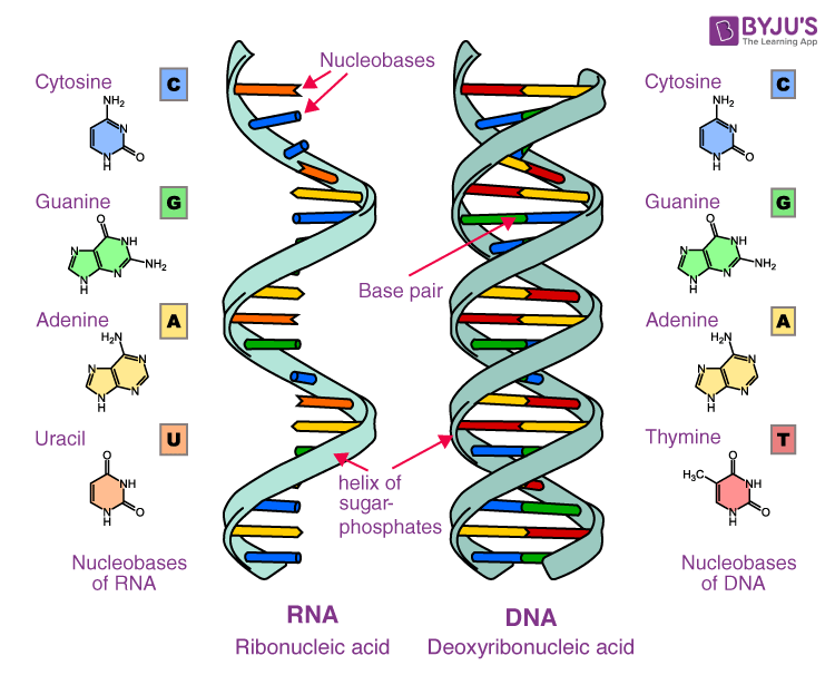 Nucleic Acids Definition, Examples & Functions of Nucleic acids