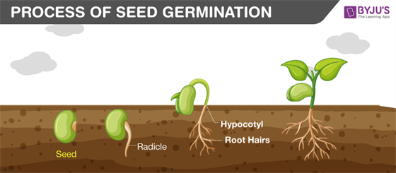 What Is Germination Of Seeds