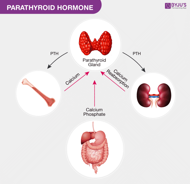 parathyroid gland diagram