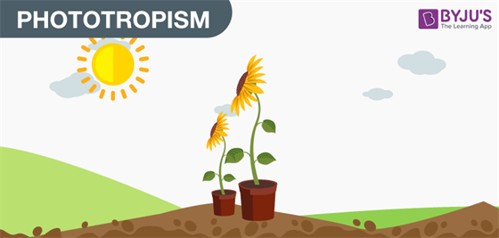 Phototropism