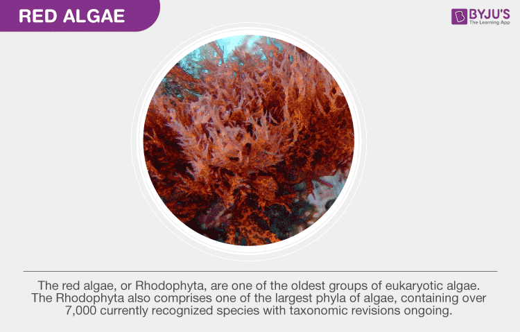 Red Algae