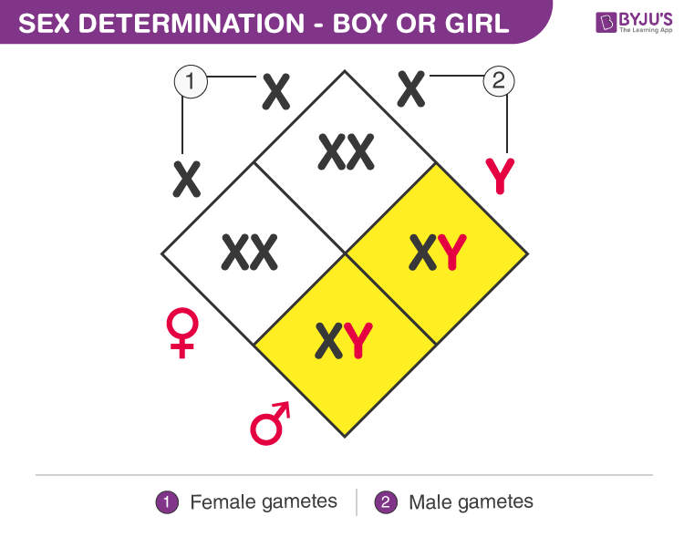 Xy Xx Sex - Determination Of Sex | Determination Of Twins And Multiple Births