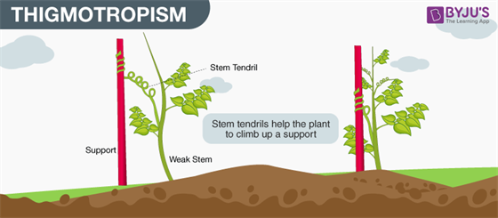 THIGMOTROPISM