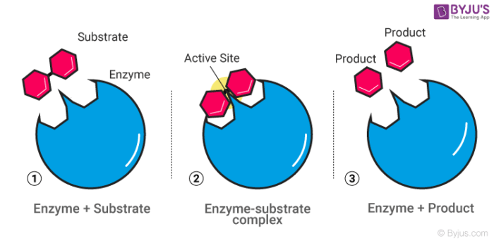 Enzyme Catalysis Mechanism Characteristics Enzyme Catalyst