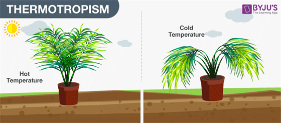 Thermotropism In Plants