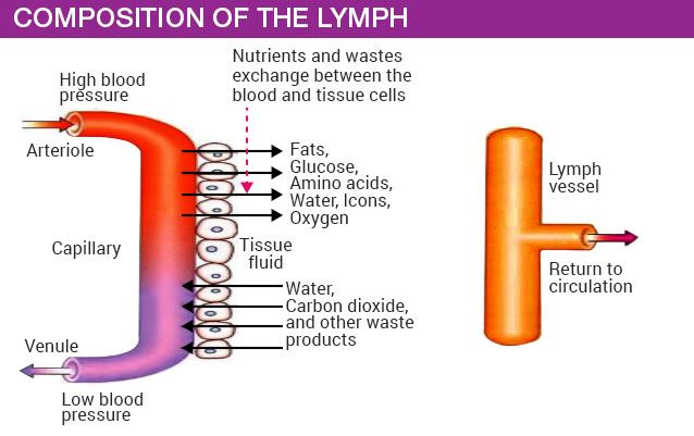 Composition of the lymph