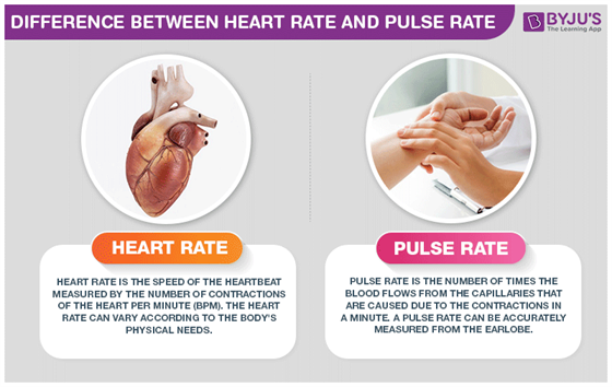 Symphony Bemærk venligst Fleksibel Difference Between Heart Rate and Pulse Rate are explained in detail