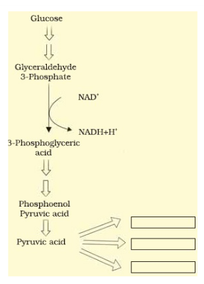 Glycolysis