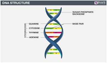 the structure of dna is described as