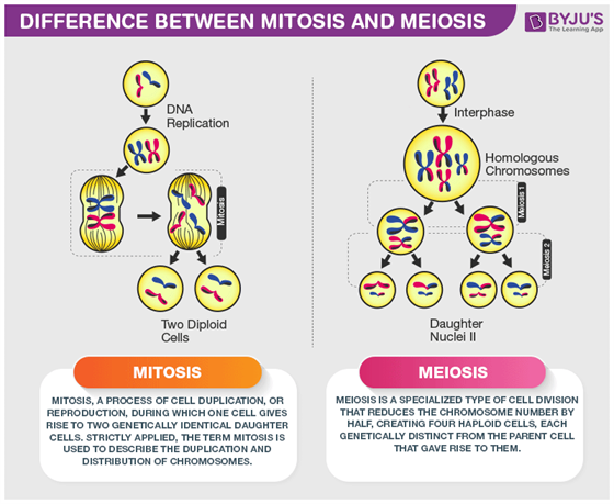 compare and contrast mitosis and meiosis