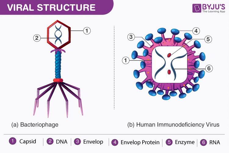 virus diagram capsid